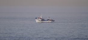 Sardinha é o peixe mais capturado em Portugal