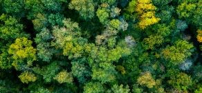 Forest fires and area burnt