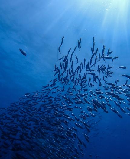 ambiente proteger vida marinha terrestre estatisticas pordata